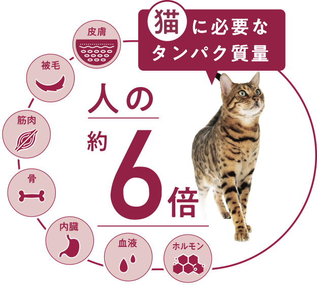 猫に必要なタンパク質量 人の約6倍