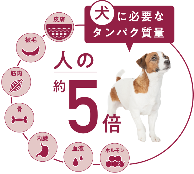 犬に必要なタンパク質量 人の約5倍